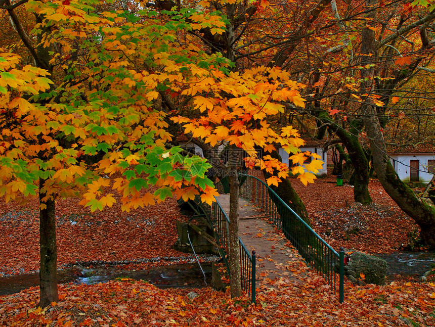 美丽的秋天风景来自希腊卡拉夫里塔的普莱尼特罗Planitero图片