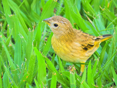 美丽的黄色金丝雀在草地上行走野生动物风光动物风光大自然背景图片