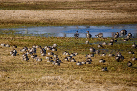 大批候鸟聚集在田野的洪涝地背景图片
