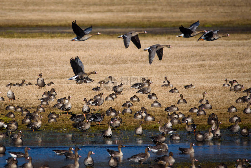 大批候鸟聚集在田野的洪涝地图片
