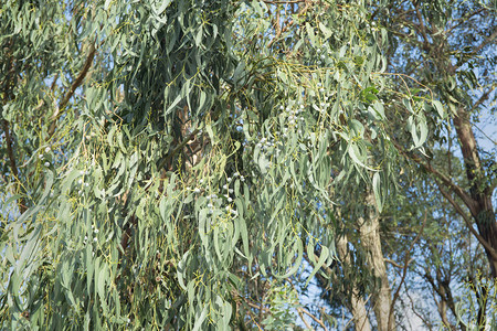 Eucalyptus树上的叶外面阳图片