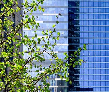 办公大楼和春绿树商业概念城市的春天图片