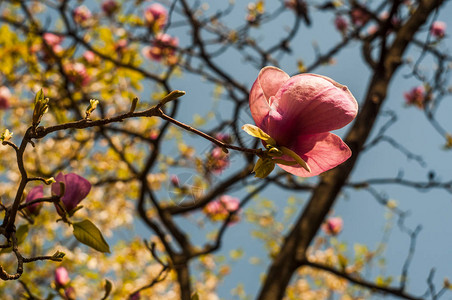 春天阳光下盛开的玉兰树枝图片