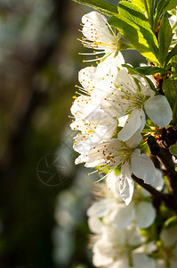 春天阳光下盛开的樱花树枝图片