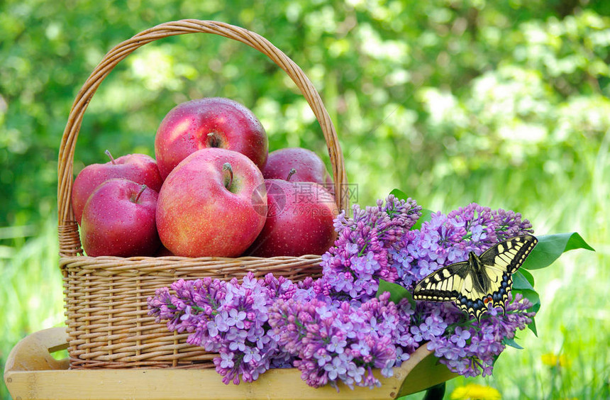 花园里柳条篮里的新鲜红苹果在草地上野餐成熟的苹果和春天的花朵花上的蝴蝶m图片