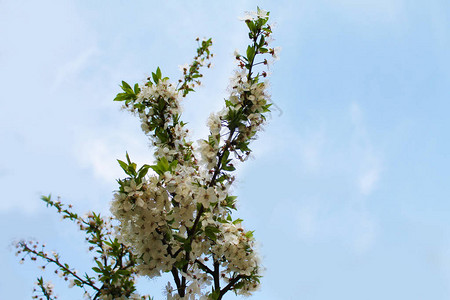 花朵美丽的白色枝子晨春花园里有梨花图片