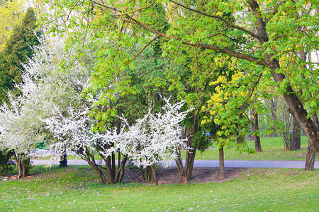 在春天树背景的美丽的开花的樱桃树图片