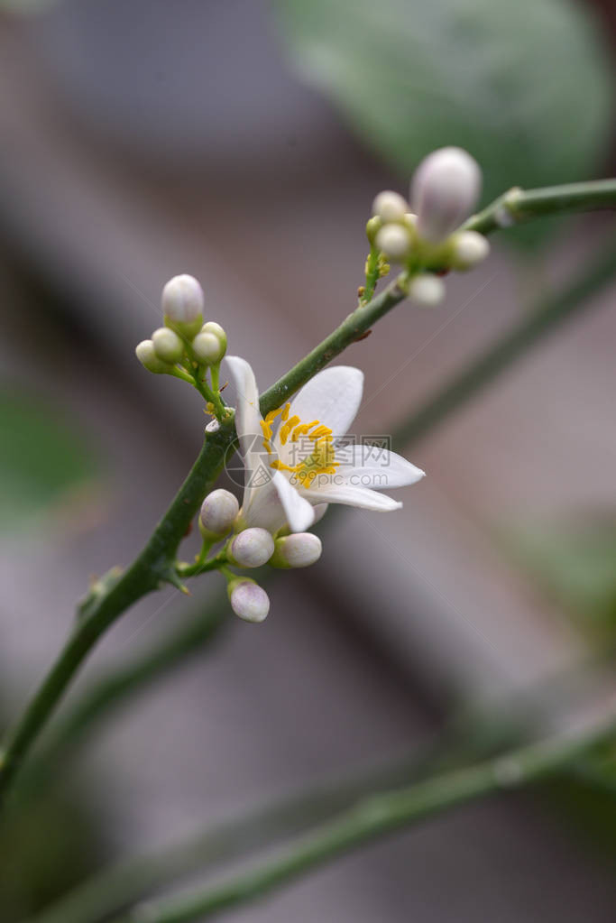 照片柠檬花一朵花和序的特写镜头图片