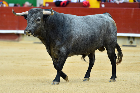 西班牙斗牛场的公牛背景图片