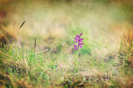 草地上的独野莫里奥兰花图片