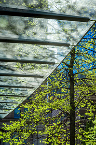 太阳光线现代清晰玻璃建筑入口和林木图片