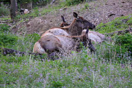 一群牛麋在早春的草地上躺着图片