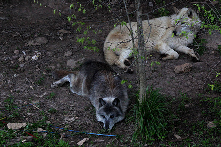 wolfWolf被称为北美的木材狼和北极的白狼背景