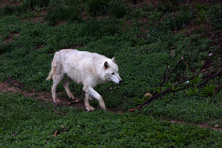 wolfWolf被称为北美的木材狼和北极的白狼背景