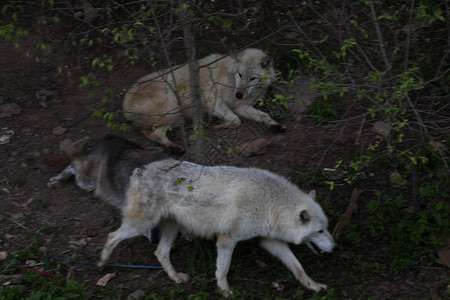 晚上外出打猎后的森林狼图片