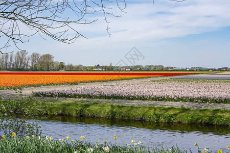 通常荷兰的灯泡田在Lisse镇周围布满橙色和红色郁金香紫色图片
