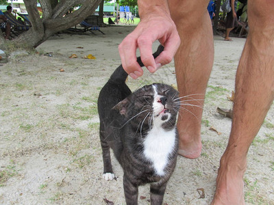泰国黑猫眼睁地欣喜地期待人类的手会图片