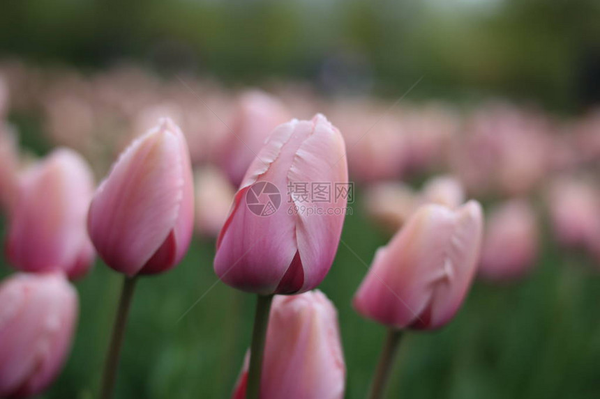 花园里有叶子的粉红色郁金香花的特写在春天的时候五颜六色的郁金香领域自然花卉背图片