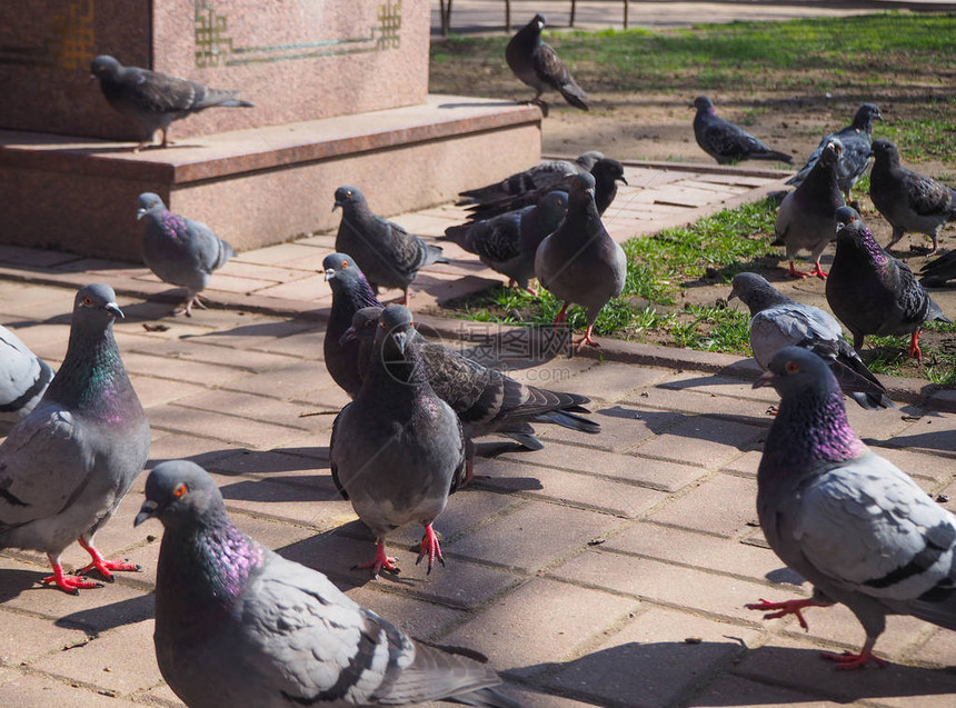街上等待食物的鸽子群图片