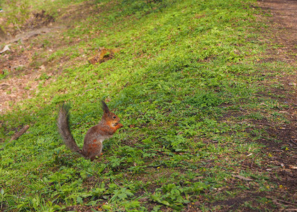 公园里可爱的红松鼠站在草地上图片