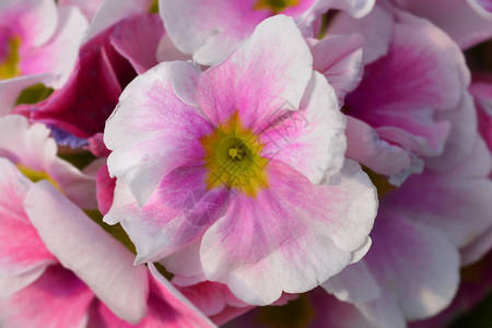 白色和粉红色的毒报春花拉丁名Primulaob图片