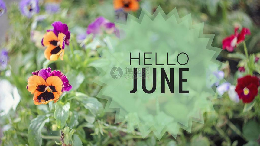 横幅你好六月照片上的文字短信你好六月新的一个月新的季节夏季月份鲜花照片上的文字花卉图片