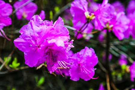 粉红色的杜鹃花Rhododendronponticum图片