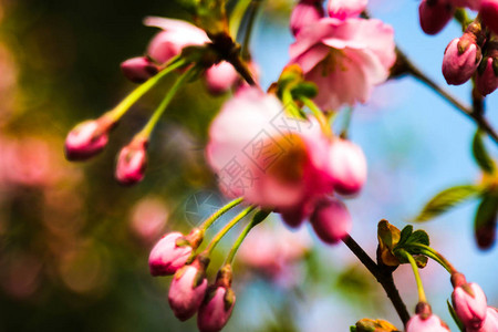 春天花园的苹果树和樱桃树开花之春图片