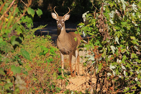 白尾鹿buck摆出姿势凭借尖角和生存本能图片