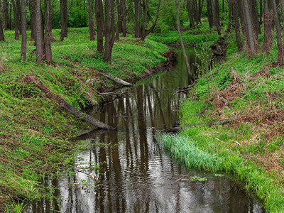 森林溪流和绿树美丽的夏月风景图片