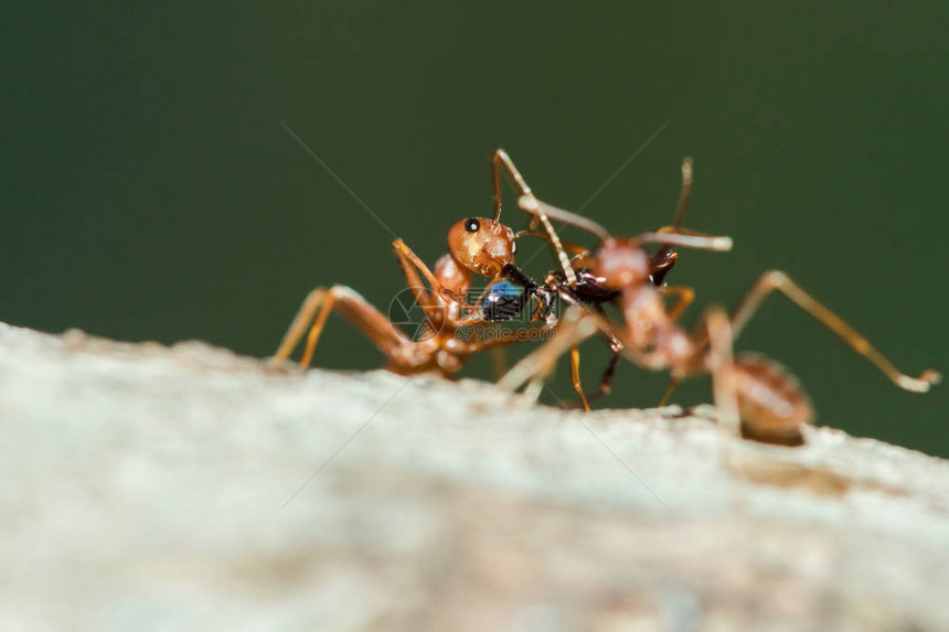红蚂蚁在树上身体上胡子上和腿图片