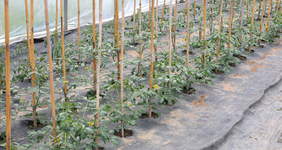 春天温室里的西红柿植物图片