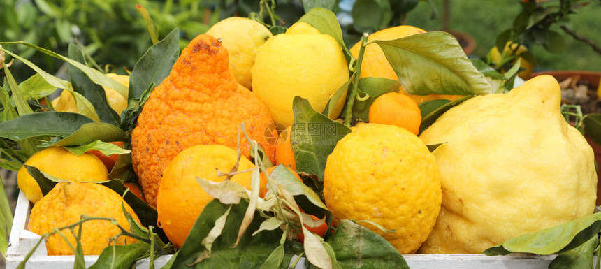 许多含皱纹皮的有机柑橘和柠檬图片