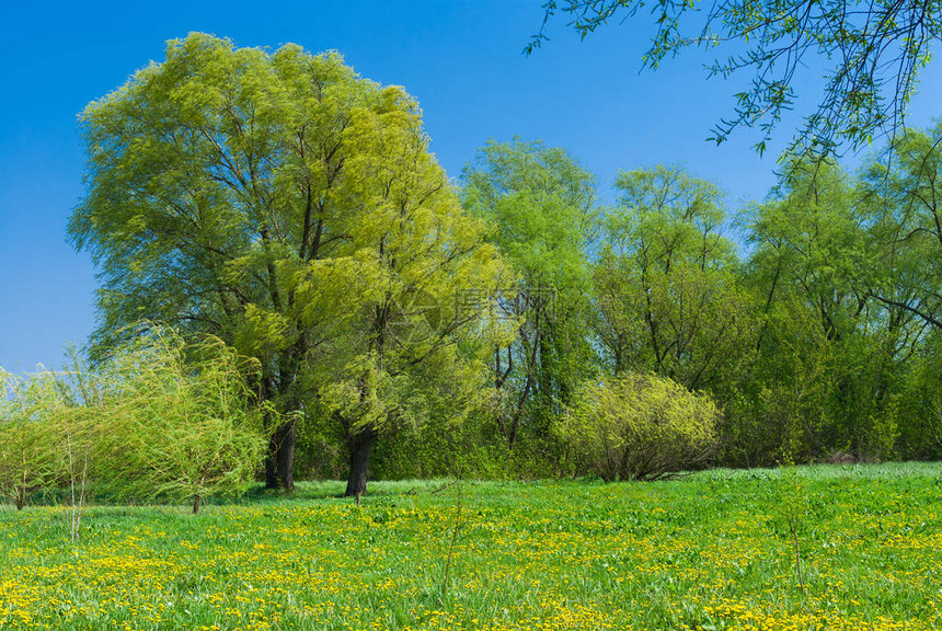 黄绿色春天风景在乌克兰图片
