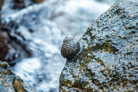海中岩石上的贝壳图片