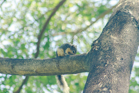 树上的松鼠是一种小型哺乳动物图片
