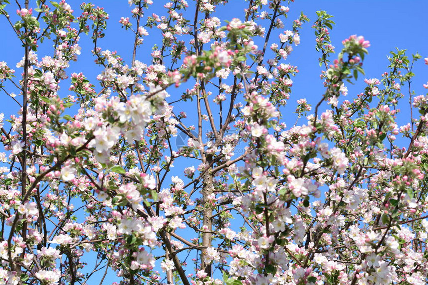 开花的苹果树柔和的白色花朵映衬着天空图片