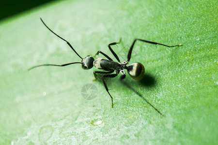 叶子上的黑蚂蚁凶猛有毒图片