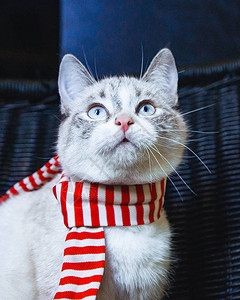 穿着条纹围巾的可爱白猫肖图片