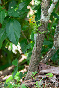 斯里兰卡的绿色森林蜥蜴坐在树枝上图片