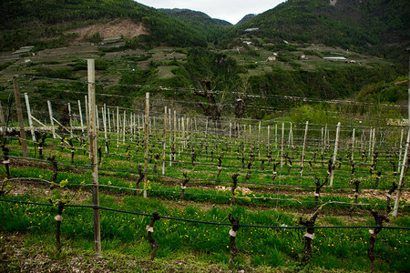 意大利的葡萄园景观与绿色葡萄园的春天风景意大利风景与图片