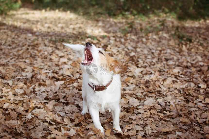 JackRusselDOG敲门图片