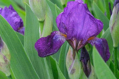 美丽的春花紫色虹膜特图片