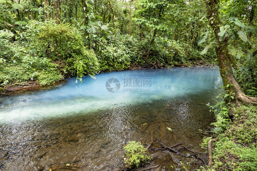 雨林中的里海西莱斯特图片