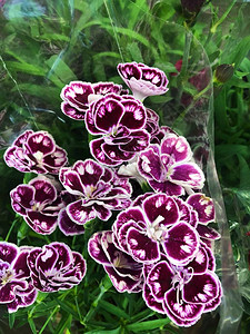 市场上美丽的紫色花朵图片