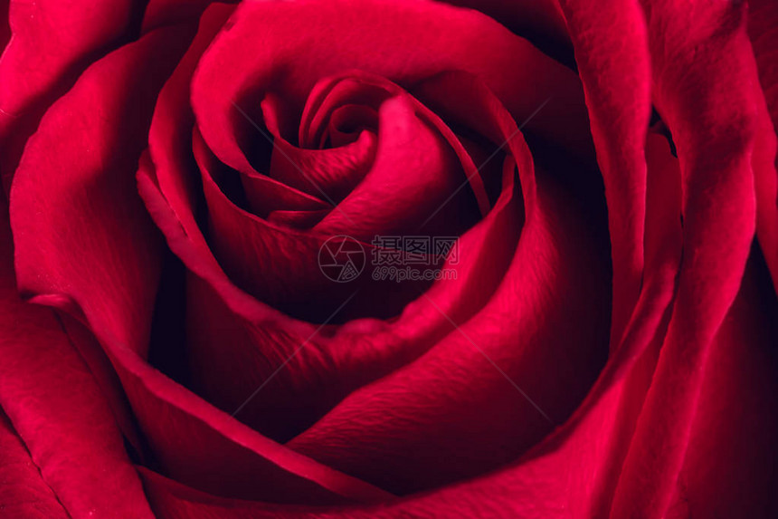 美丽的红玫瑰特写图片