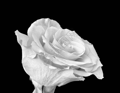 单色精美艺术仍然有生命光亮的巨体一个孤立的白玫瑰花朵黑色背景上用古代画作背景图片