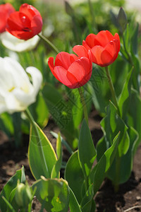 春天有五颜六色的郁金香的花坛背景图片