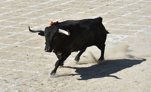 在斗牛场奔跑的西班牙公牛图片