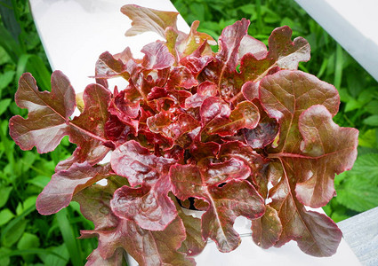 红生菜红橡树叶蔬菜园图片